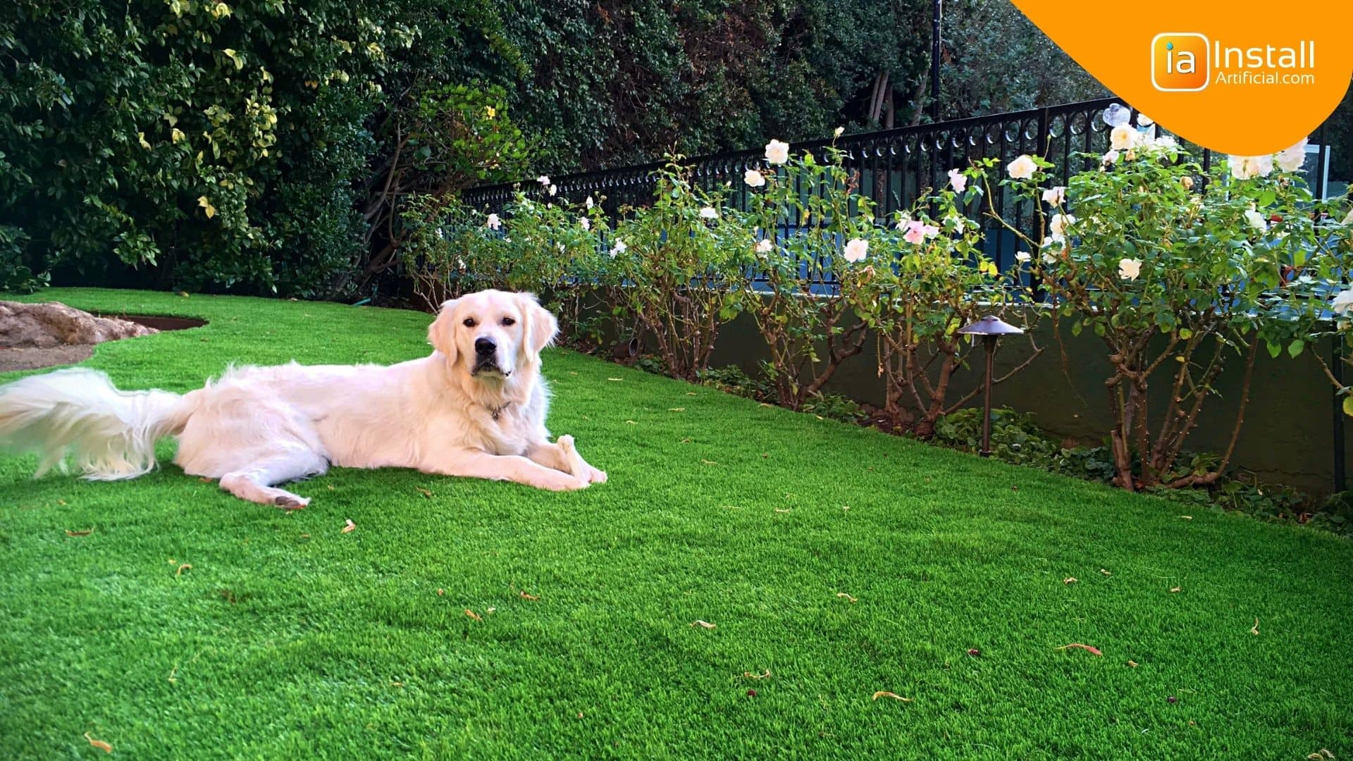 Pet Turf & Dog Runs